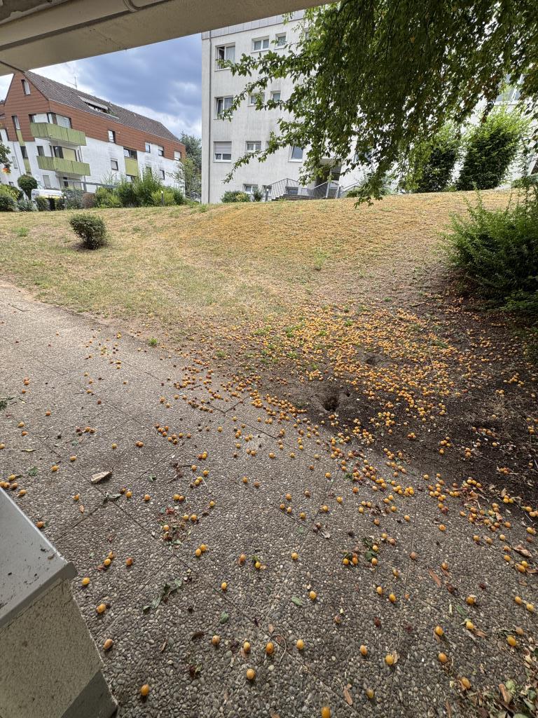 2-Zimmer-Wohnung in Mühltal/Nieder-Ramstadt - jetzt frei! - Foto 5
